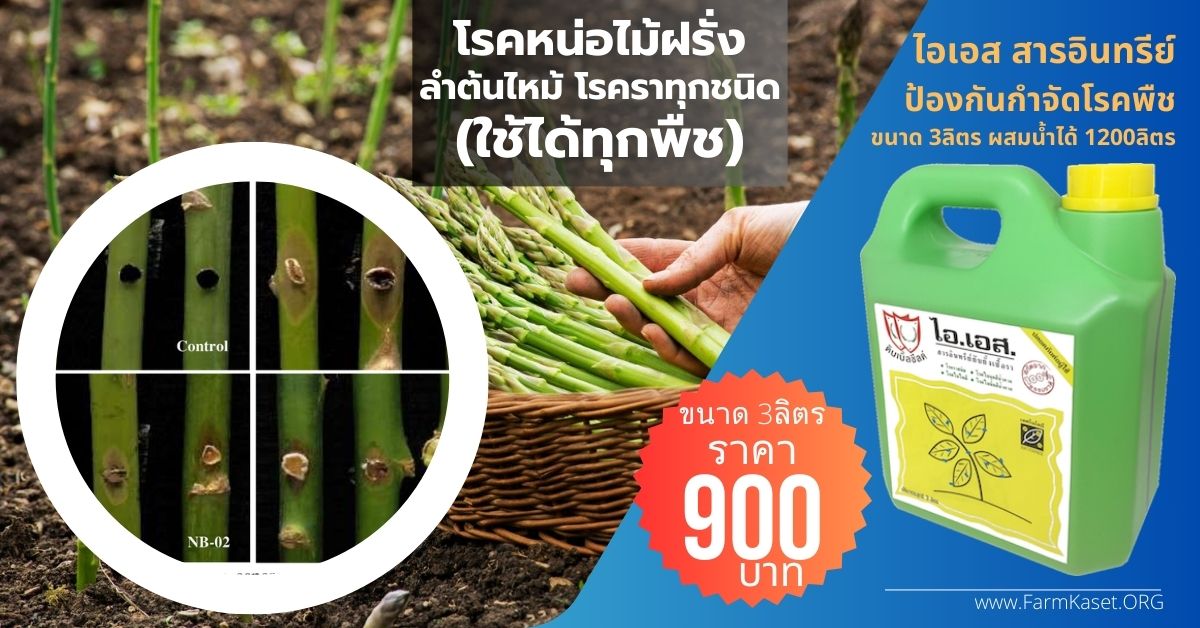 โรค หน่อไม้ฝรั่งลำต้นไหม้ (Stem blight) โรคแอนแทรคโนสหน่อไม้ฝรั่ง